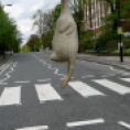 Why did the Chicken cross Abbey Road?